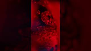 Red dark background gloomy atmosphere fluid flow macro photography [upl. by Tellford]