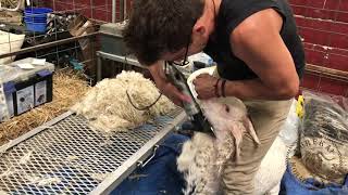 Shearing an Angora Goat [upl. by Haya686]