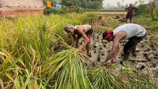 🌾 धान कटाई में किसान की मेहनत 🍚  गांव का असली जीवन  फसल कटाई की प्रक्रिया ricefarming farmerlife [upl. by Anayd905]