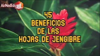 45 Beneficios de las Hojas de Jengibre [upl. by Mechling]