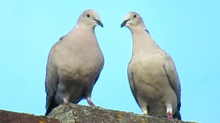 Eurasian Collared Doves Mating  Dove Coo Sounds [upl. by Nelrsa]