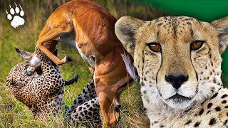 Survie en SAVANE  Les Techniques Sensorielles Étonnantes des Animaux 🦁  Documentaire  AMP [upl. by Drawyeh802]