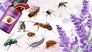 Lavender Oil Secrets to Eliminate Pests  MICE RODENTS FLIES TICKS SPIDERS BEDBUGS MOSQUITOES [upl. by Analat]