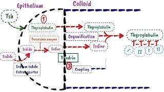 Synthesis Of Thyroid Hormone  Endocrine Physiology [upl. by Reede]