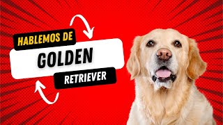 GOLDEN RETRIEVER  Características adiestramiento y cuidados [upl. by Jermyn842]