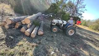 Cutting Down Tall Pine Trees For Good Logs For Putting On The Sawmill [upl. by Neitsabes703]