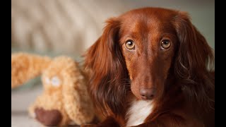 Can Dachshunds be trained for scent work [upl. by Anaeirb913]