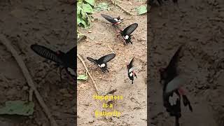 Happiness Is A Butterfly  සතුට කියන්නෙ සමනලයෙක්  SK Videos love music [upl. by Yllah637]