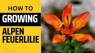 How to Grow Alpen Feuerlilie Lilium martagon in Your Own Garden [upl. by Maddock385]