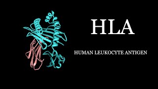 HLA  Human Leukocyte Antigen Simplified [upl. by Ytteb]