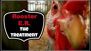 Rooster ER The Treatment [upl. by Hannahc]