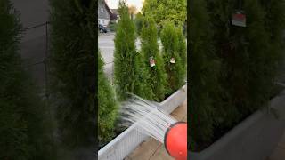 Planting an Instant Privacy Hedge with Arborvitae Trees privacy trees planting [upl. by Airrej116]