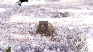 Kamchatka WildernessNature DocumentaryHD [upl. by Gretal]