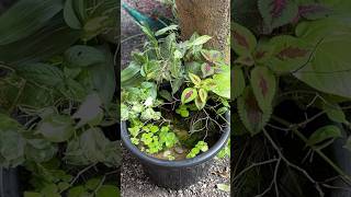 Making a low cost mini pond in the garden [upl. by Latsirk]