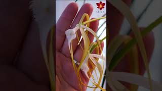 Orchid Spotlight  Brassavola cucullata shorts [upl. by Natalie]