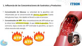 Regulación del Metabolismo de los carbohidratos [upl. by Allesiram]