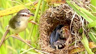 Mother Sparrow Nourishes Babies with Soft Chirps  viralbird [upl. by Ammamaria]