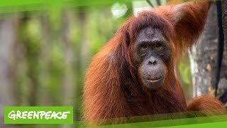 Orang Utan im Tuanan Reservat  Greenpeace [upl. by Akilak46]