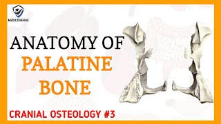 Palatine Bone Anatomy  Cranial osteology 3 [upl. by Marcellina]