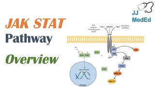 JAKSTAT Signaling Pathway [upl. by Inaluahek617]