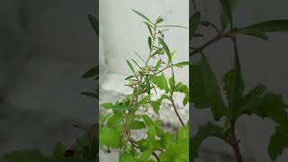 Orithal thamarai plant in my gardenஓரிதழ் தாமரை பயன்கள் [upl. by Hasheem]