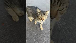 Tabby cat meowing loudly in the street [upl. by Avika967]