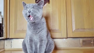 British Shorthair Kittens Sweetest Little Meow [upl. by Aihsilat]