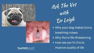 Brachycephalic Dogs Why Your Dog Cant Breathe And How Vets Fix It [upl. by Trebmer562]