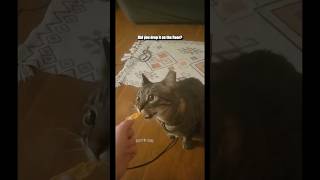 Fickle Kitty  Fan video submitted by Aryn F shorts [upl. by Llehcnom]