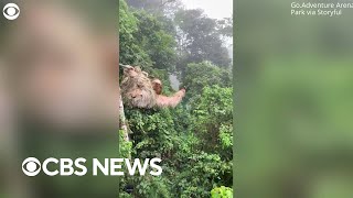 Child runs into sloth while zip lining through Costa Rican rainforest [upl. by Lika]