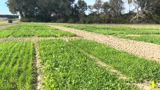 Update on cool season and demonstration area at the EDISTO REC 1 [upl. by Shana675]