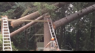 Falling timber off a ladder [upl. by Hazmah]