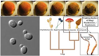 Fungi Chitin Yeasts Molds Mushrooms and Decomposition [upl. by Ainoet]