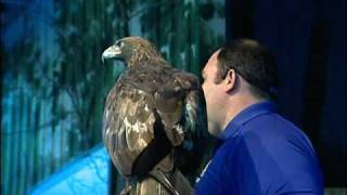 AEFs Bird Show at Dollywood AEF [upl. by Aneetsirhc]