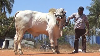 Great Ongole bull Ongole gitta pride of Andra Pradesh [upl. by Asiat225]