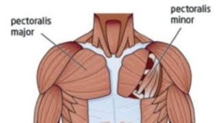 Anatomy of pectoralis major muscle Anatomy of pectoralis minor [upl. by Celtic]