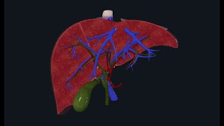Comprendre lANATOMIE DU FOIE segmentation hépatique [upl. by Aisan]