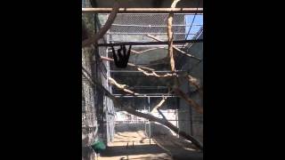 Gibbons Brachiating in new enlarged enclosure [upl. by Zsazsa]