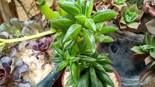 Peperomia Nivalis dicas de cultivo e propagação [upl. by Rilda]