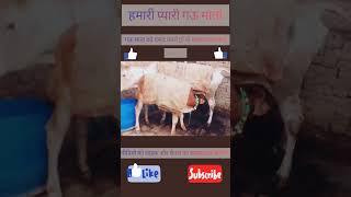 Gau Mata Beautiful Video [upl. by Kerrin]