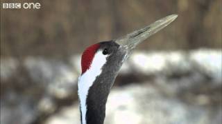 Japanese Cranes surrounded by predators in Japan Narrated by David Tennant  Earthflight  BBC One [upl. by Cline]