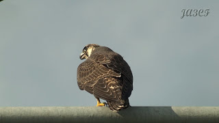 ハヤブサの鳴き声 Peregrine Falcon [upl. by Nichani]