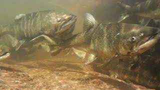 Salmon And Trout Hatchery Documentary [upl. by Oel]