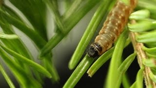 Research on the Spruce Budworm [upl. by Refotsirhc668]