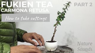 Fukien Tea Carmona Retusa How To Take Cuttings and Plant Them Part 2 Jan2022 [upl. by Cerallua]