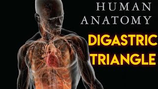 DIGASTRIC TRIANGLE  GENERAL ANATOMY [upl. by Inahet]