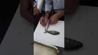 Morphometric characters of fish  Practical  MsZo  KU [upl. by Hutchison]