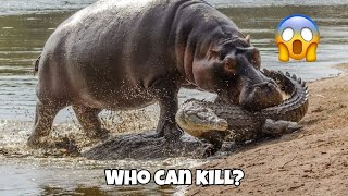 6 Animals That Could Defeat a Hippopotamus [upl. by Ollopa315]