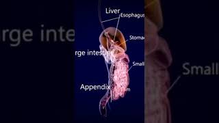 Digestive system organs • Anatomy [upl. by Aital]