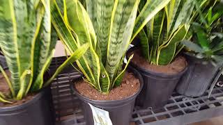 10 tips for taking care of a Snake Plant  Donna Joshi [upl. by Elmina]